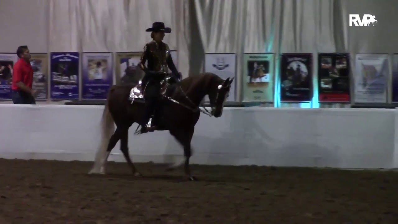 MISS MILLENNIUM: Morgan Mare For Sale