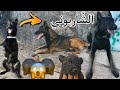 زيارة لسوق الكلاب القريعة لتصوير الكلاب المعروضة للبيع كلاب سوداء الشاربوني 🔥🔥