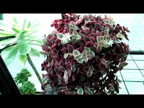 Video: Ce este o plantă de pisoi Calico – Sfaturi pentru creșterea unei suculente de pisoi Calico