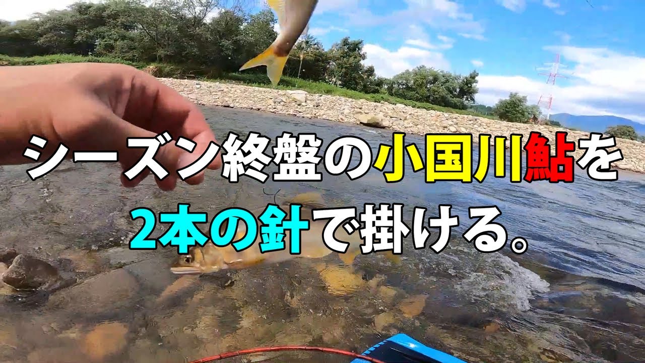 【鮎釣り】蝶針で小国川最上流域を釣る。