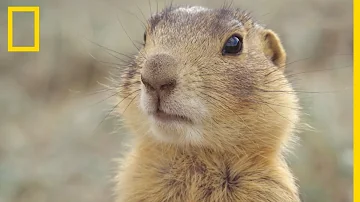 Quelle est la différence entre un chien de prairie et une marmotte ?