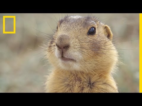 Vidéo: Quelle est la chaîne alimentaire pour le chien de prairie?