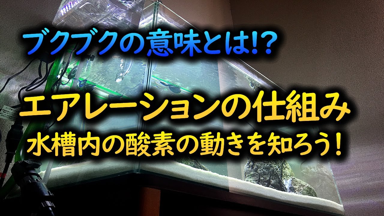 エアレーションの仕組み ブクブクと水槽内の溶存酸素の関係 Youtube