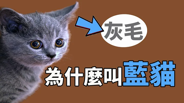 明明是灰毛为什么叫蓝猫？【养猫迷思EP1】 - 天天要闻