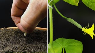 Growing Cucumber Timelapse - Seed To Fruit