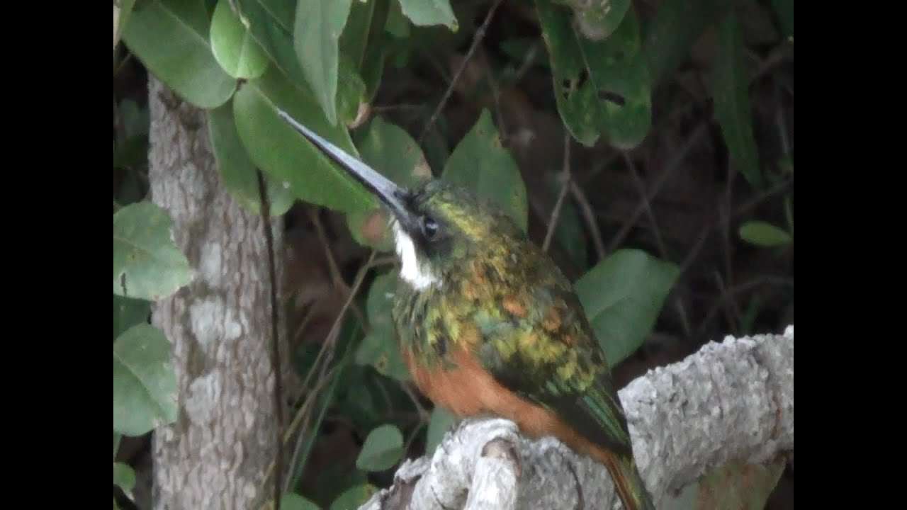 RUFOUS-TAILED JACAMAR (GALBULA RUFICAUDA), ARIRAMBA-DE-CAUDA-RUIVA, focused on insect hunting.
