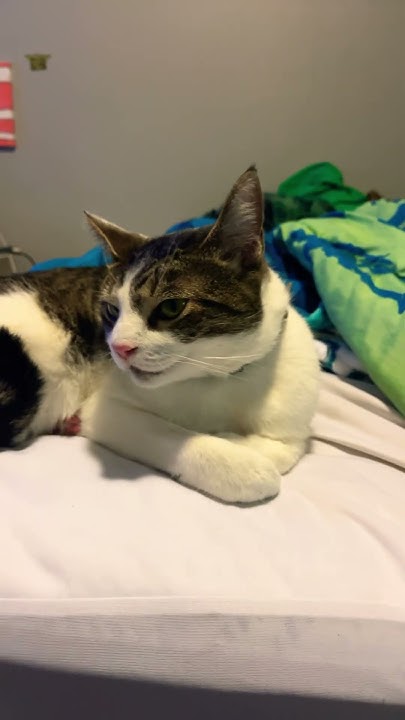 tired ozzy