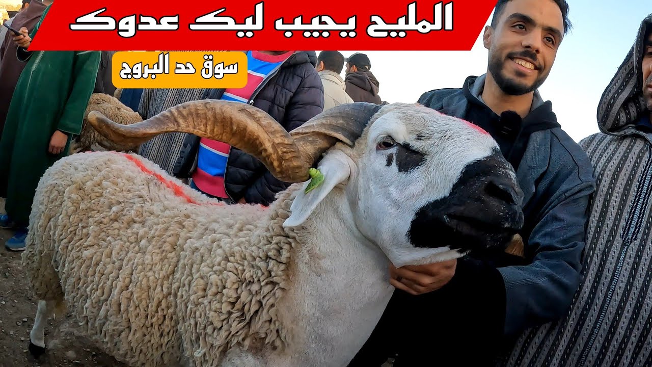 اليوم من سوق حد البروج اقليم سطات مع ثمن حولي عيد الأضحى بتاريخ 05/05/2024