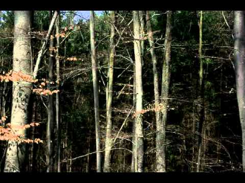 Valea Rădeştiului, com. Almaş, jud. Arad - Crucea din vârful stejarului (2011)