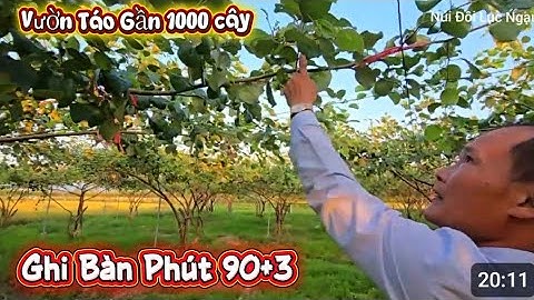 CHỦ VƯỜN TÁO GHI BÀN PHÚT BÙ GIỜ I NÚI ĐỒI LỤC NGẠN