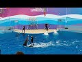 Сочи. Олимпийское наследие Сочи)) Большой сочинский дельфинарий. Парк Ривьера. Август 2022 года.