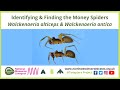 Identifying &amp; Finding the Money Spiders Walckenaeria alticeps &amp; Walckenaeria antica