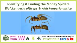 Identifying &amp; Finding the Money Spiders Walckenaeria alticeps &amp; Walckenaeria antica