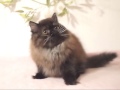 Selkirk Rex Straighthair Boy の動画、YouTube動画。