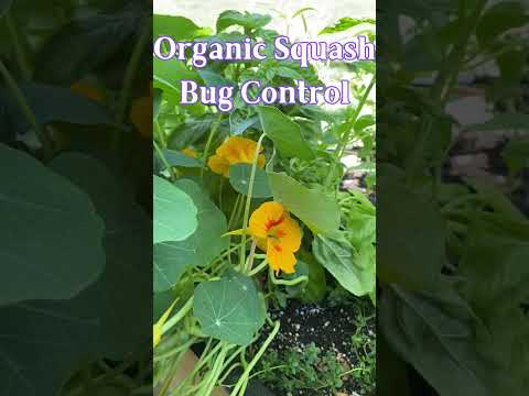 Video: Nasturtium-hyönteisten hallinta: Kuinka torjua tuholaisia nasturtioilla