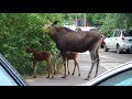 Лосиха с лосятами вечером 02.07.2018 в Заречном (дождь и гроза во 2-й половине фильма) (без музыки)