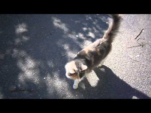 FLUFFY ( 18-02-2015 ) - Tierhilfe -Korfu