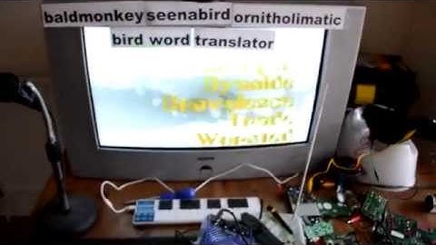 The Baldmonkeyseenabird Ornitholimatic Bird Word Translator
