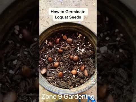 Video: Sađenje lokvata iz sjemenki: Naučite kako pripremiti sjeme lokvata za sadnju