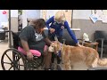 Could pet therapy keep dialysis patients on track with their appointments, medications?