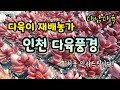 #다육이재배농가#다육풍경 #처음으로인사드려요