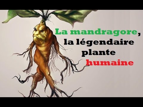 La mandragore la plante humaine qui rend fous   NirFact TLS TV