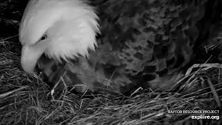 Decorah North Eagles - Egg hatch in progress, listen for the chick chirping\/ explore.org 3\/25\/22