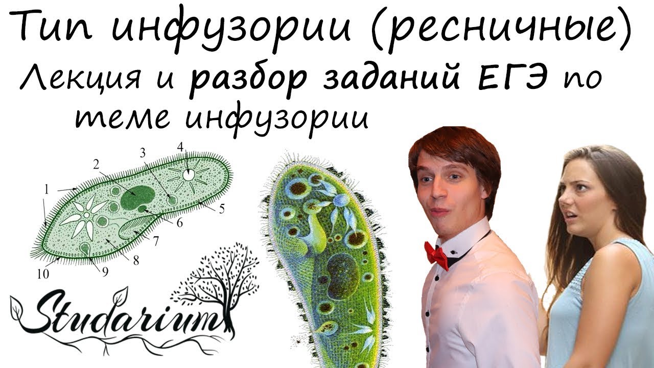 Посты с сайта studarium.ru