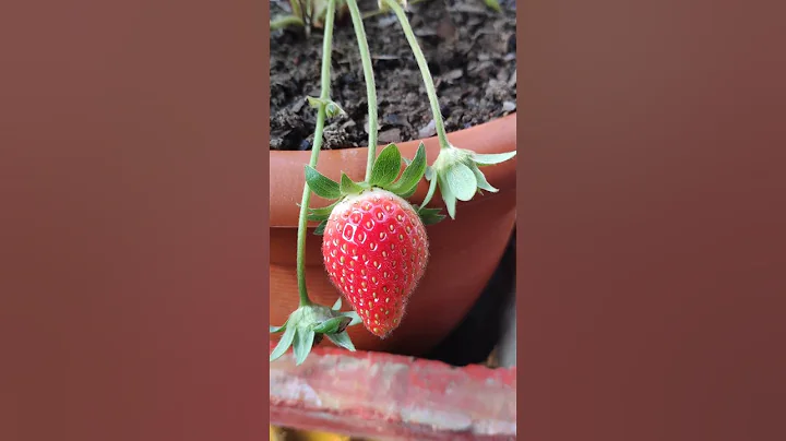 Strawberry Plant Growing Journey#Shorts - DayDayNews