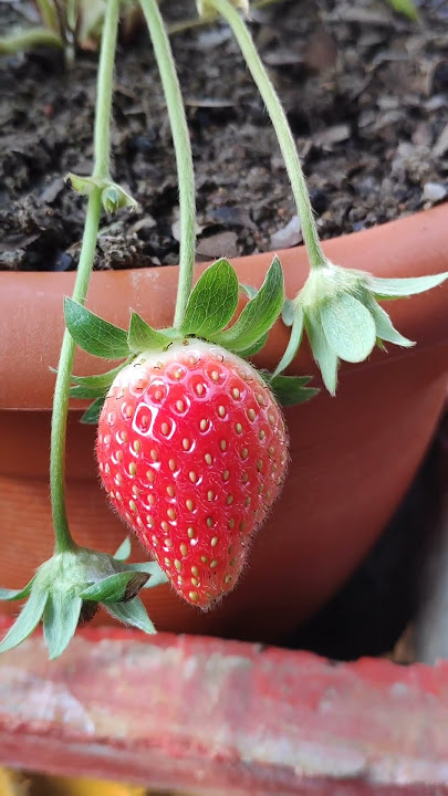 Strawberry Plant Growing Journey#Shorts