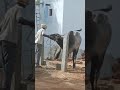 hallikar bull matting