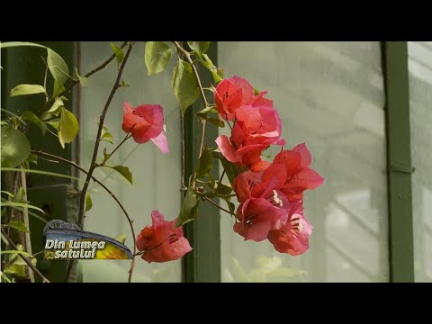 Video: Neoregelia (34 Fotografii): îngrijirea Unei Flori Acasă. Descrierea Neoregeliei Din Carolina și A Altor Specii. Metode De Reproducere
