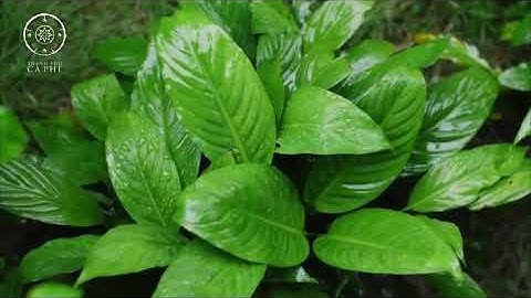 Vườn thiền Zen Garden - Nơi chữa lành Thân - Tâm - Trí 🌱🌱🌱