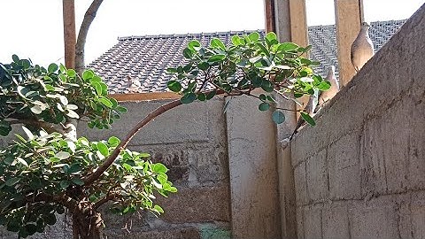 Aviary mini perkutut lokal depan rumah, Sederhana tapi enak buat hiburan