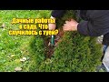 Осень на даче/работы в саду/забавные коты