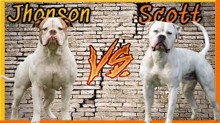 American Bulldog Jhonson VS American Bulldog Scott | Qual a diferença?