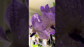 Orquídea V.Rothchildiana #orchids #plantas #cattleyas #flores #cataleya #flowers #vandaorchid