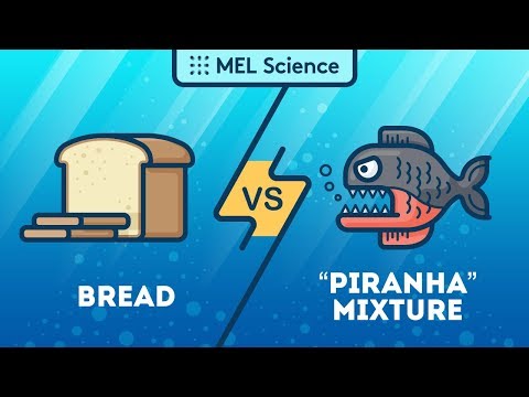 Piece of bread vs. one of the most dangerous mixtures in the world — Who will win?