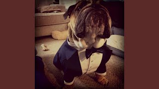 Pitbull - blimeydog