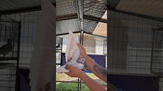 M&R Knox Loft Rosalie Navarro Knox Scapistranoclicolr