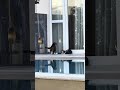 Cat Drama at the Pool
