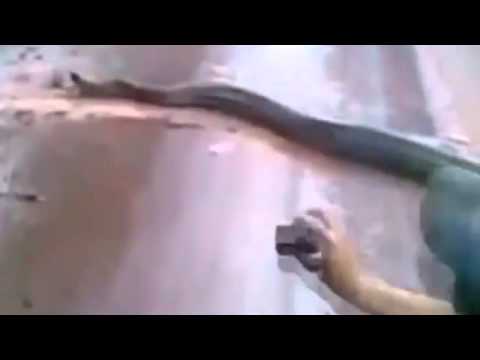 Videó: Hogyan Lehet Elkapni Egy Kígyót