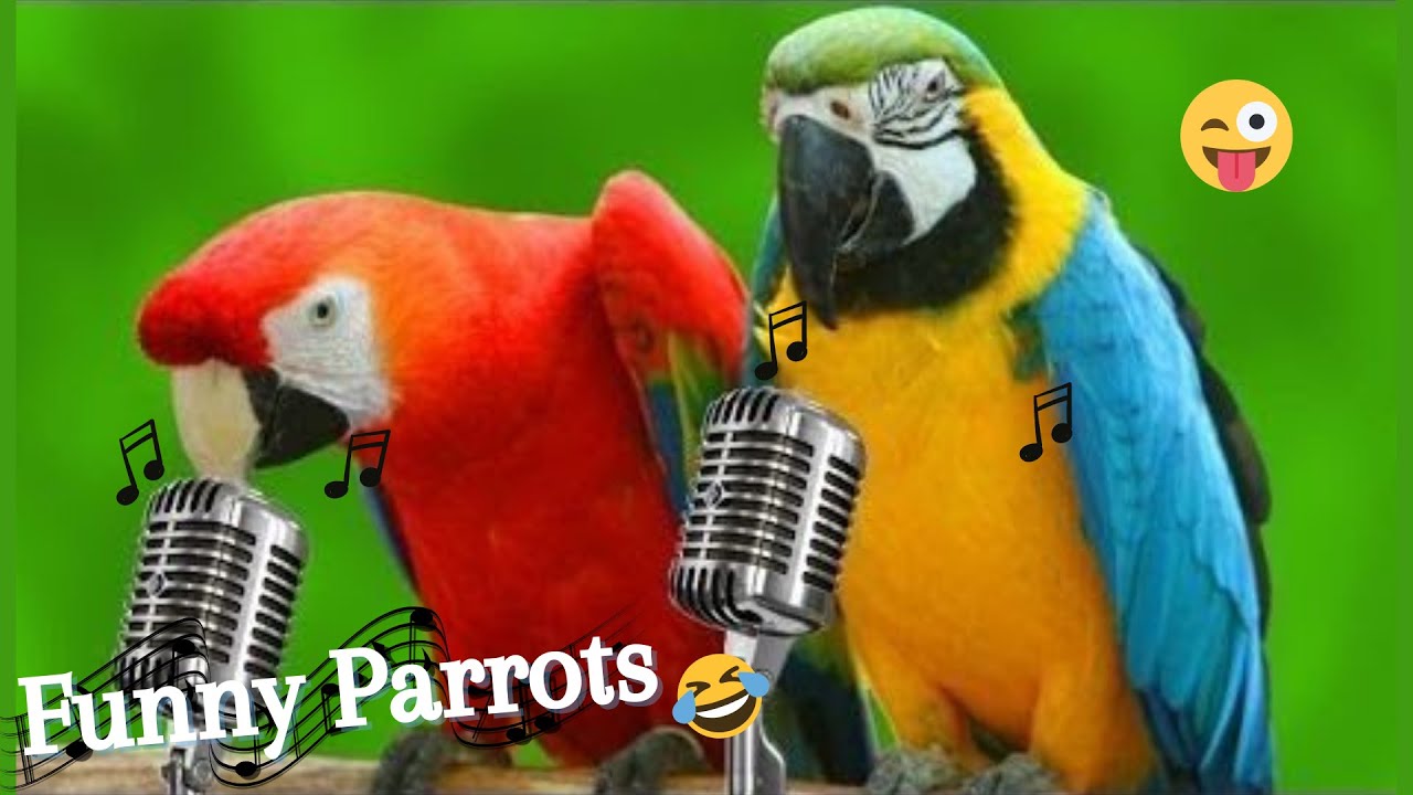 Funny parrot videos funny animal video YouTube