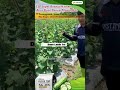 Testimoni Tanaman Mentimun dengan TSP Super Bonsai | Kolaborasi Benih Citra Asia dengan Agro Pasti