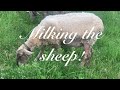Milking the sheep