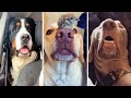 Ultimate Funny DOGS Compilation!