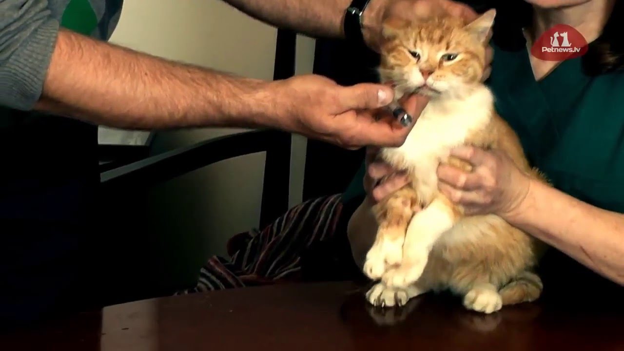 Как правильно давать коту таблетку - YouTube