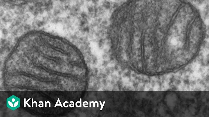 Mitochondria | Cell: The Unit of Life | Biology | Khan Academy