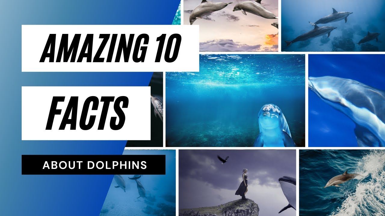 🐬Amazing 10 Facts About Dolphins - dolphins | 10 amazing facts about ...