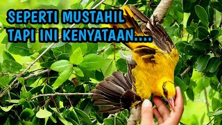 Mikat burung kepodang tanpa burung pikat